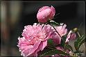 IMG_0698_FS
