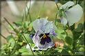 IMG_0721_FS
