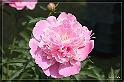 IMG_0735_FS