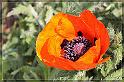 IMG_0737_FS