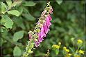 IMG_2570_FS