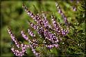 IMG_2935_FS