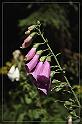 IMG_3004_FS