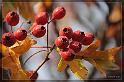IMG_3445_FS