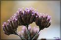 IMG_3491_FS