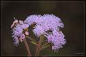 IMG_3541_FS