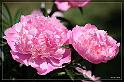 IMG_4050_FS_FS