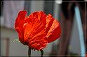IMG_4063_FS_FS