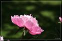 IMG_4080_FS_FS