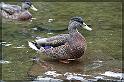 IMG_2607_FS